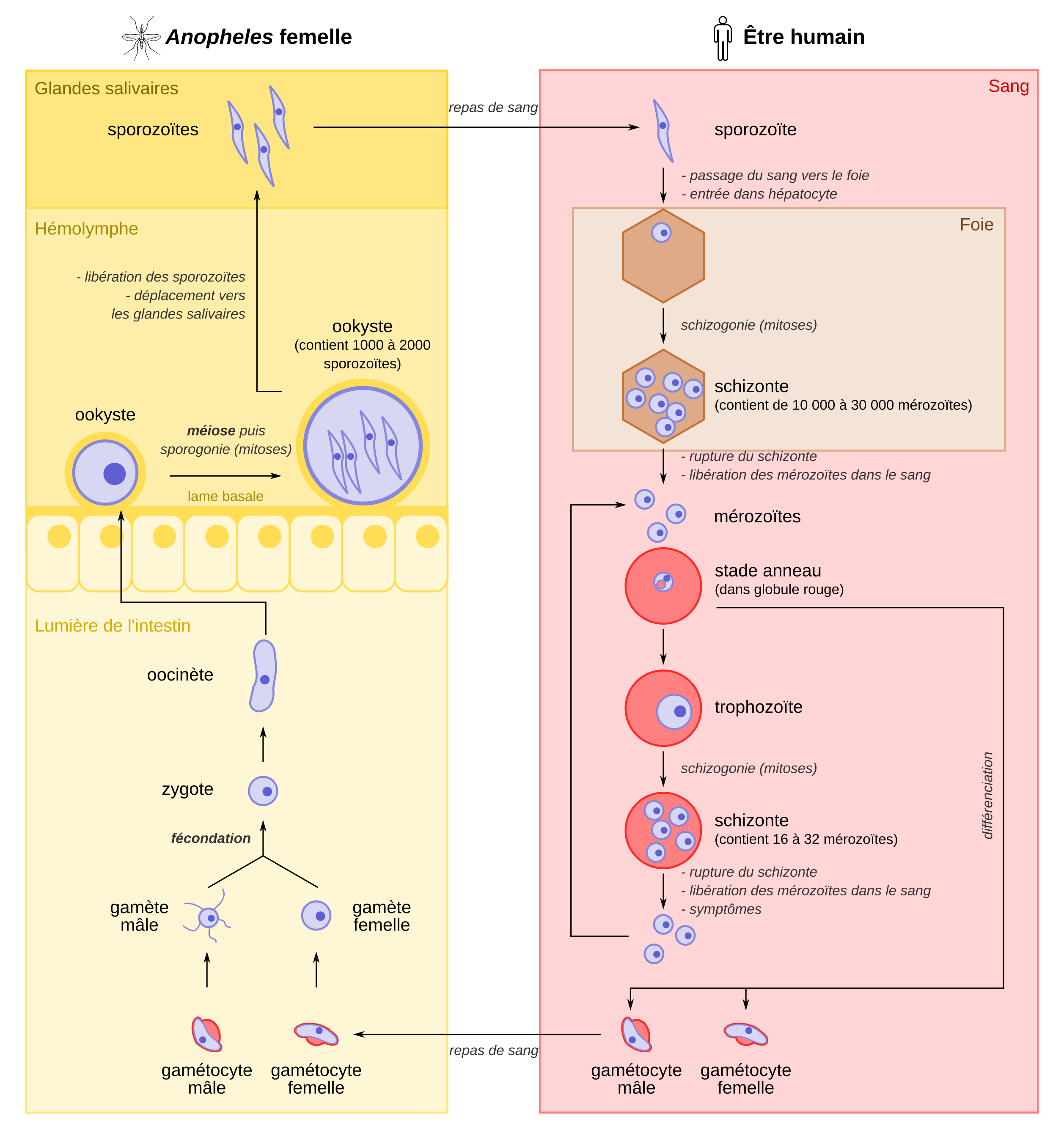 malaria-parasite-life-cycle-sguenther-eu